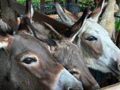 -清迈夜间动物园