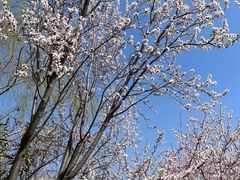 -桃花堤公园