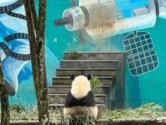 -中国大熊猫保护研究中心雅安碧峰峡基地