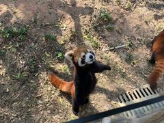 -灵玲国际马戏城