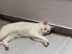 -琪喵猫屋·撸猫猫咖·猫舍