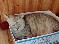 猫-隅cafe(傅厚岗店)