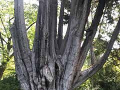 -墨尔本皇家植物园