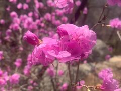 -崂山巨峰游览区