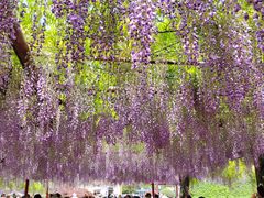 -嘉定紫藤园