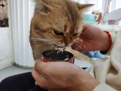 -共舞时光猫咖·狗咖(新街口店)