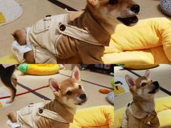 -逗柴咖啡屋·狗咖猫咖宠物桌游