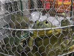 泡椒田鸡-第一站(涵江塘北店)