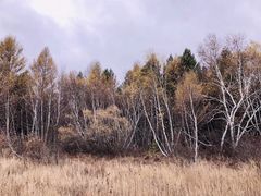 -张北坝上草原