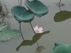 -海珠湖公园