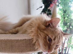 -藏猫猫咖啡主题馆(中央大道店)