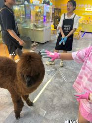 -神奇动物撸宠馆·羊驼·小浣熊·异宠(豫园店)