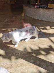 -萌宠亲子动物乐园(槐房万达店)