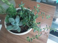 -艾加柒克蛋糕茶歇甜品台(春熙路店)