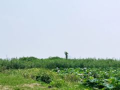 -七的湖·晚芳亭·阳澄湖农家菜·大闸蟹(莲花岛店)