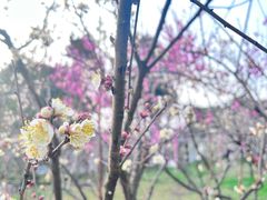 -无锡梅园公园