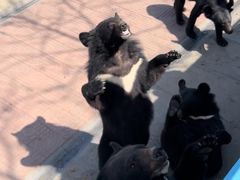 -西霞口神雕山野生动物世界