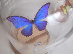 -杭州湾海上花田景区