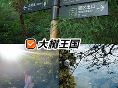 -天目山大树王景区