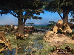 -国家自然博物馆