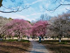 -杭州植物园