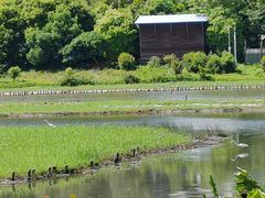 -华侨城湿地公园