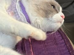 -瑞派·关忠动物医院·猫专科·犬专科(三环新城店)
