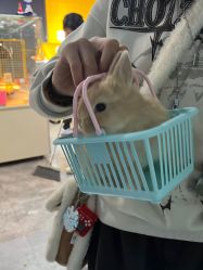 -神奇动物撸宠馆·羊驼·小浣熊·异宠(豫园店)