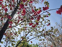 -崇圣寺三塔文化旅游区