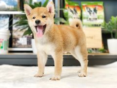 -翊宠yipet猫狗购宠庄园犬舍•猫舍