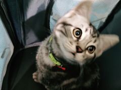 -纳吉亚猫专科动物医院·北北分院