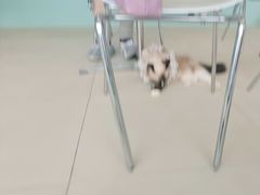 -怪兽屋·羊驼·猫咖·狗咖(俊华广场店)