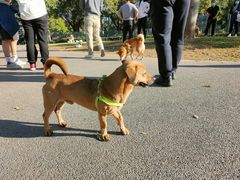 -景田北六街公园宠物主题园