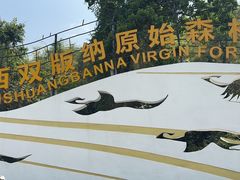 -西双版纳原始森林公园