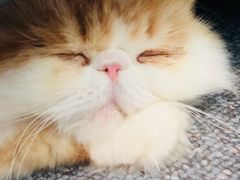 -君悦酒店·1881·北京烤鸭