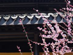 -红梅公园