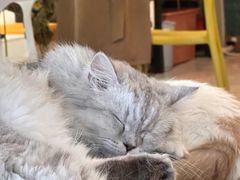 -平行世界·猫咖(首经贸店)