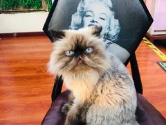 -猫小院猫主题咖啡厅(北锣店)