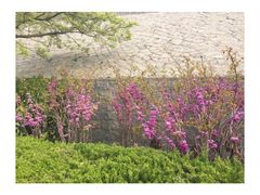 餐厅对面的木栈道风景-青岛海景花园大酒店·白果树餐厅青岛菜
