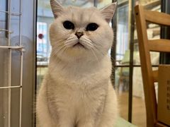 -MOYOYO猫咪咖啡店
