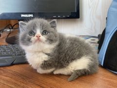 -翊宠yipet猫狗购宠庄园犬舍•猫舍