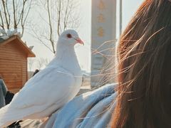 -天津妈祖文化园