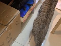 -安安宠医安欣宠物医院