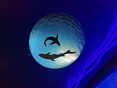 -上海海昌海洋公园