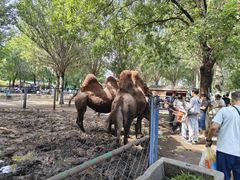 -长白岛森林公园