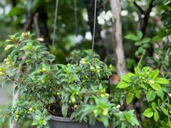 -西湖风景区十里琅珰-五云山