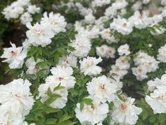 -洛阳市隋唐城遗址植物园