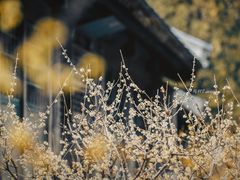 -颐和园