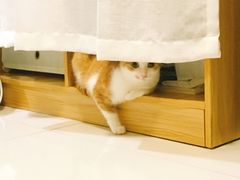 -创凡宠物医院·骨专科  猫科中心(西乡分院)