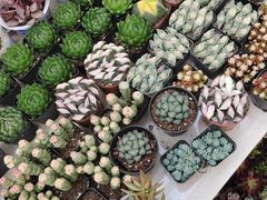 -保定市花鸟鱼虫市场